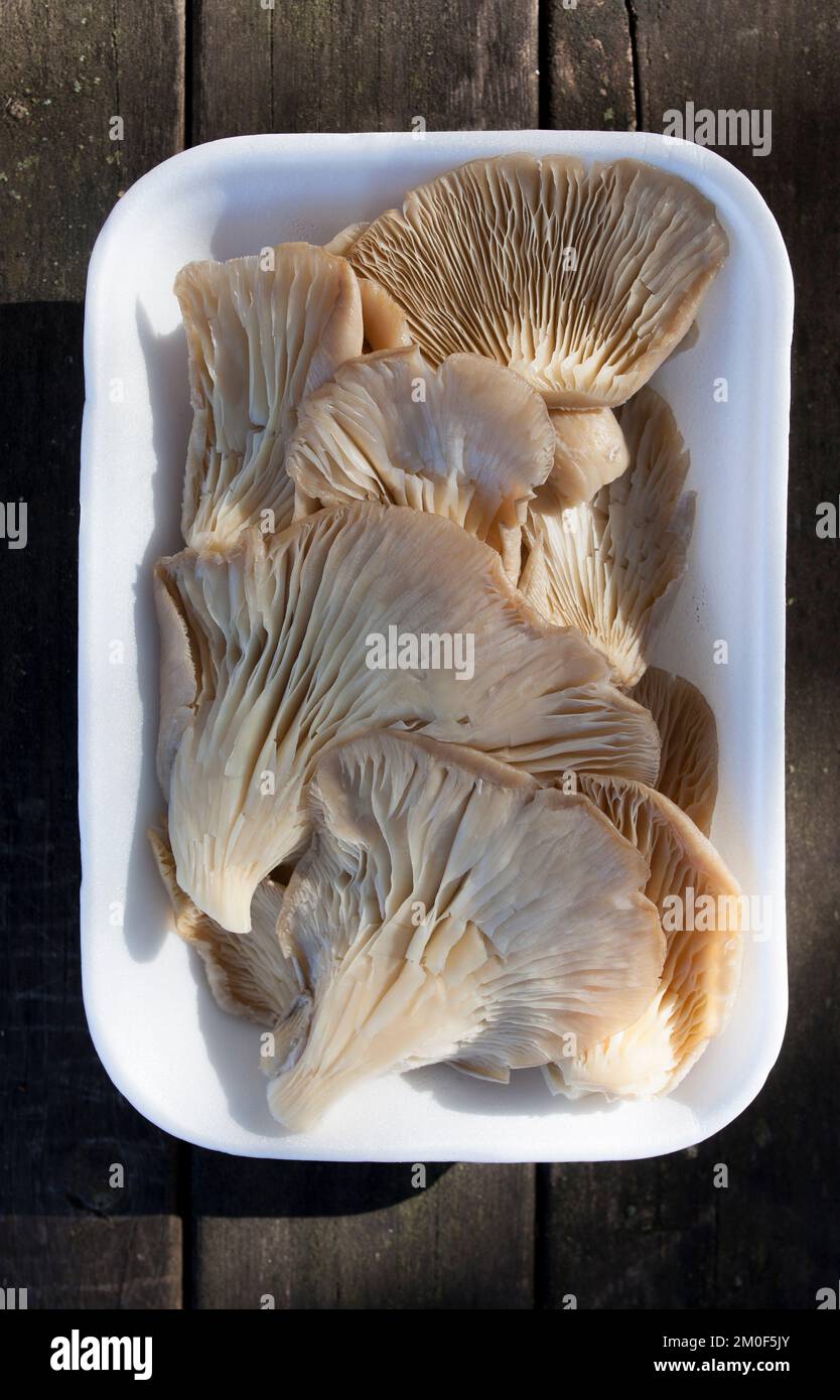 Oyster mushroom or pleurotus ostreatus. Tray placed over wooden picnic table Stock Photo