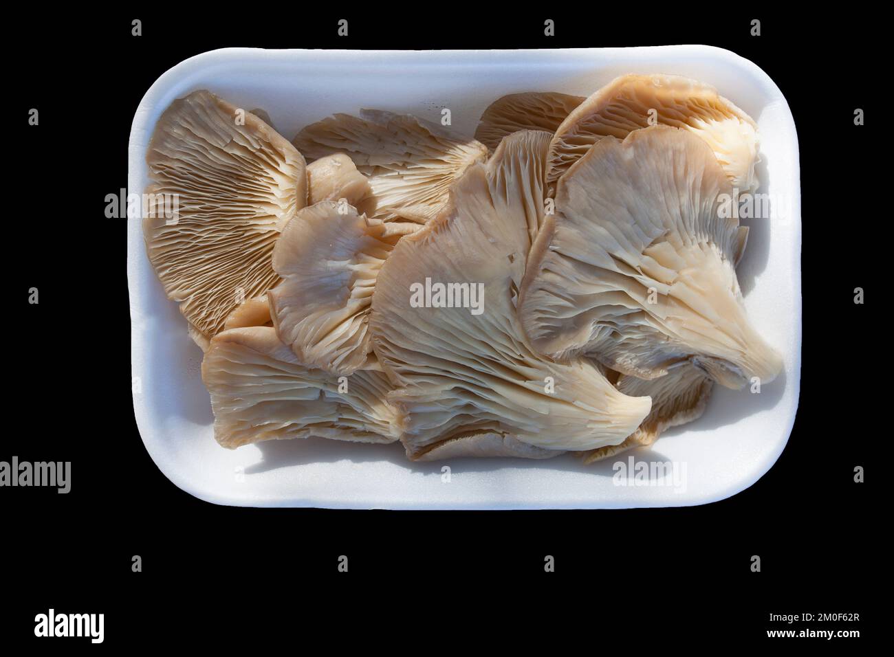 Oyster mushroom or pleurotus ostreatus. Tray placed over wooden picnic table Stock Photo