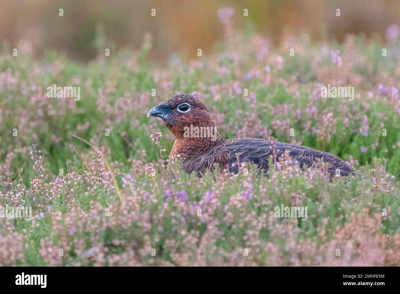 Female red grouse (Lagopus lagopus scotica) in the heather, Cairngorms, Scotland Stock Photo