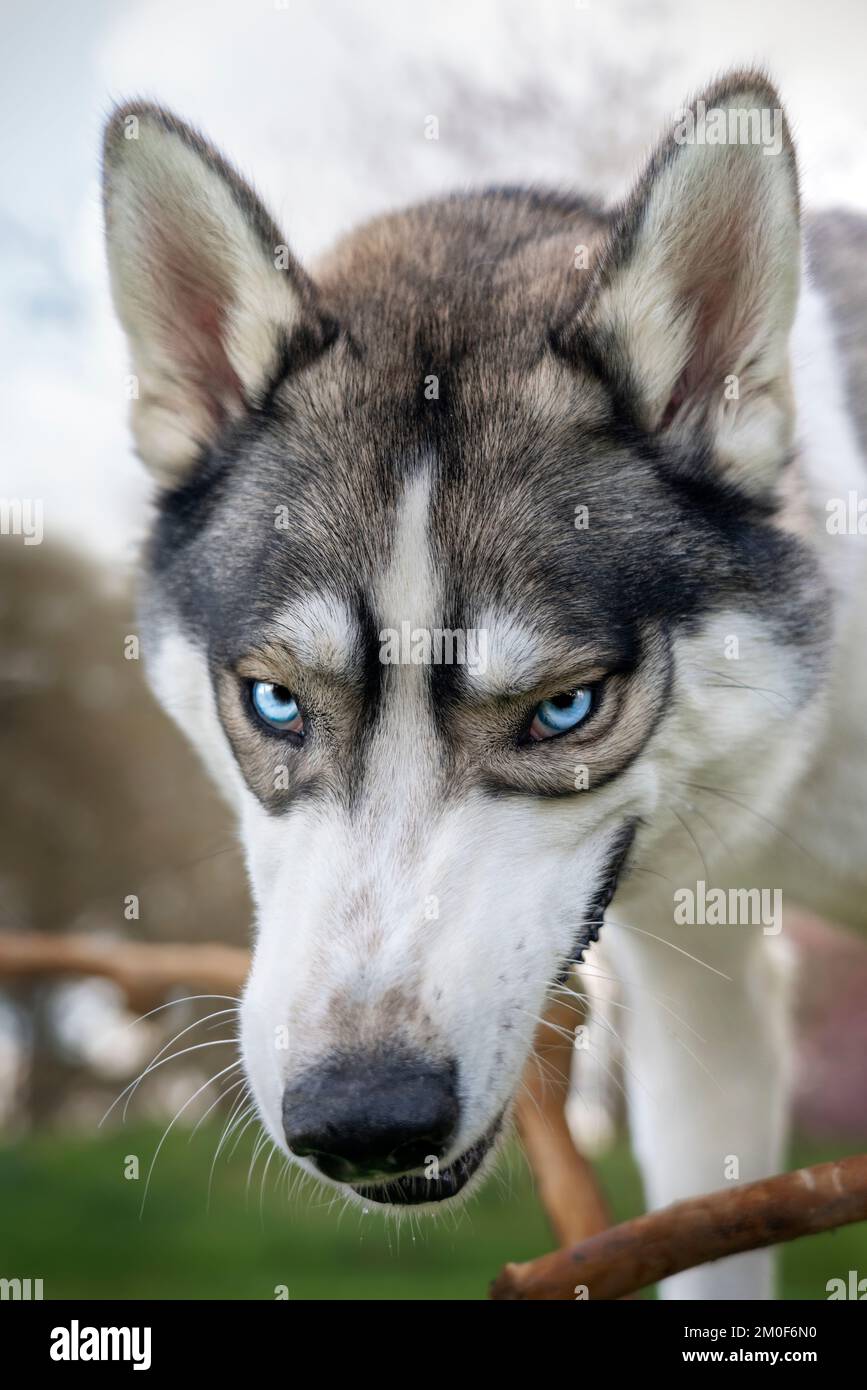 Siberian Husky headshot with blue eyes and a stick looking like a