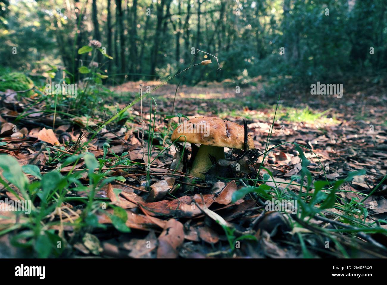 a mushroom in a wood of Sicily in Etna Park, Italy Stock Photo