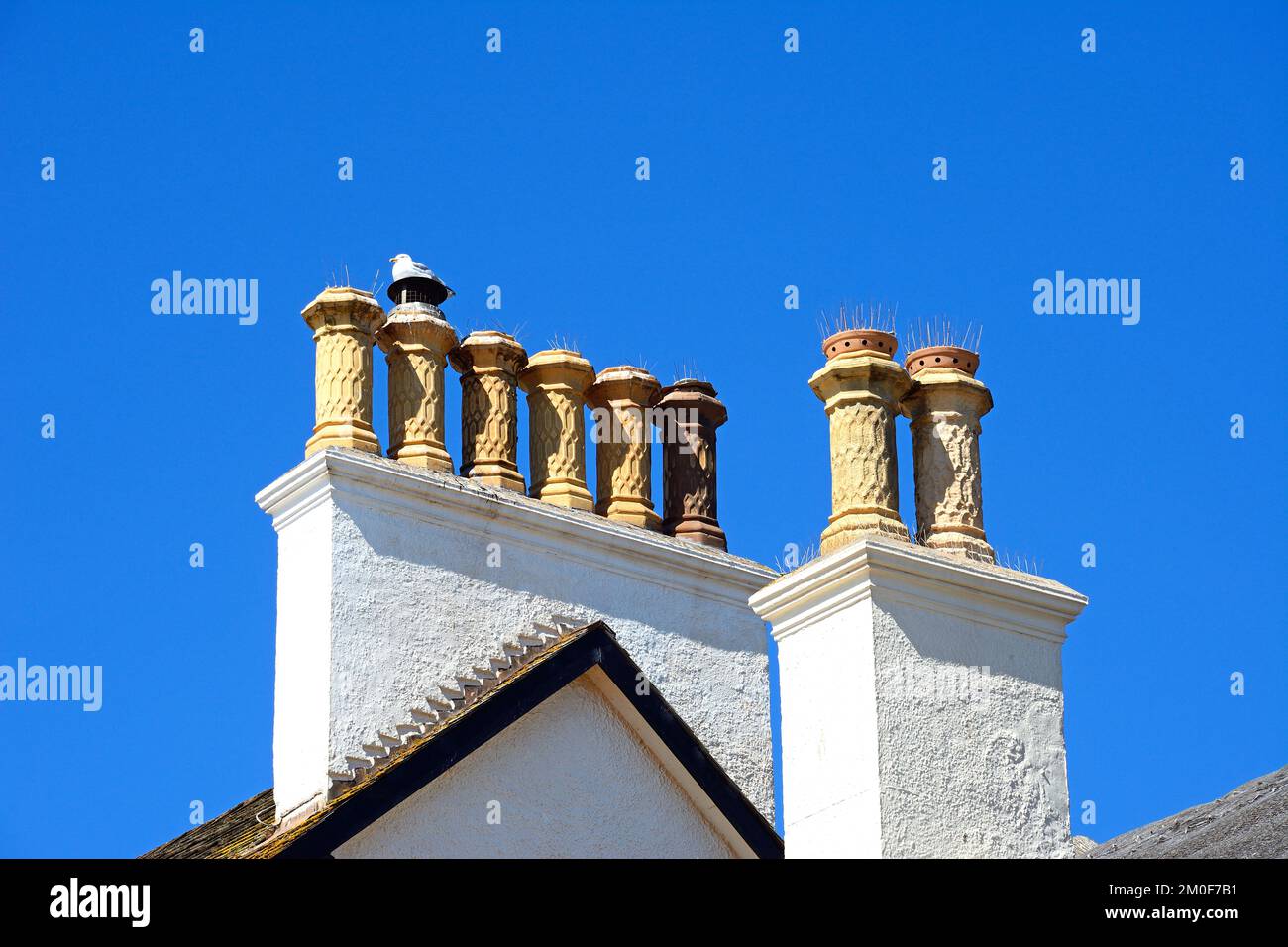 View of a Seagull sitting atop an interesting chimney on a building along the seafront, Sidmouth, Devon, UK, Europe Stock Photo