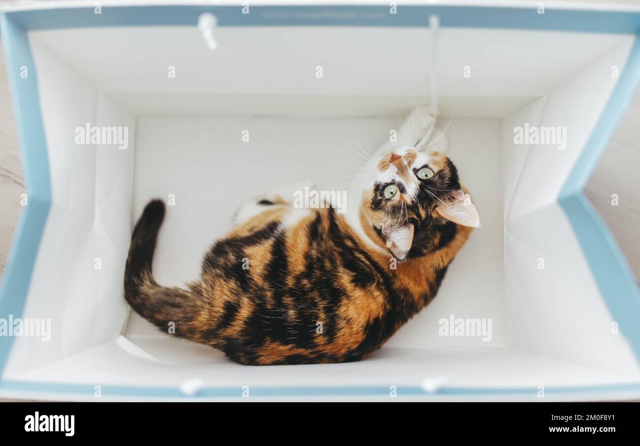 Cat is playing in the shopping bag Stock Photo Alamy