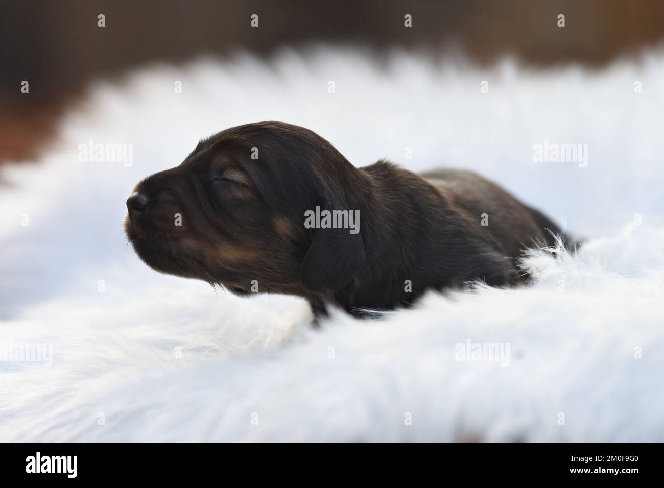 Long-haired Dachshund, Long-haired sausage dog, domestic dog (Canis lupus f. familiaris), nine days old red dapple whelp lying on a white sheepskin, Stock Photo