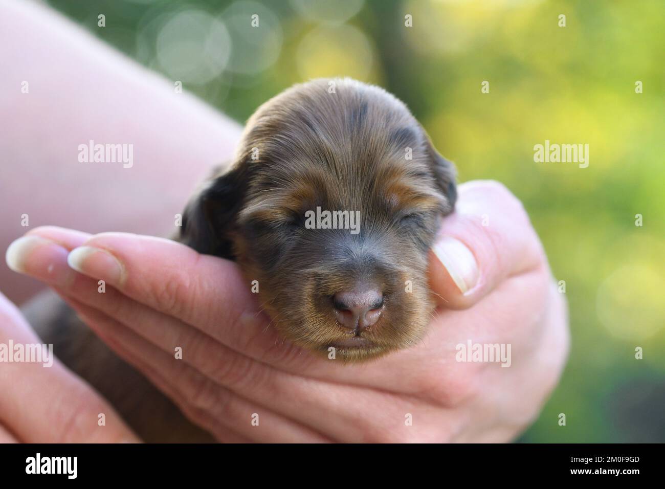 Long-haired Dachshund, Long-haired sausage dog, domestic dog (Canis lupus f. familiaris), nine days old red dapple whelp lying on a hand, front view, Stock Photo