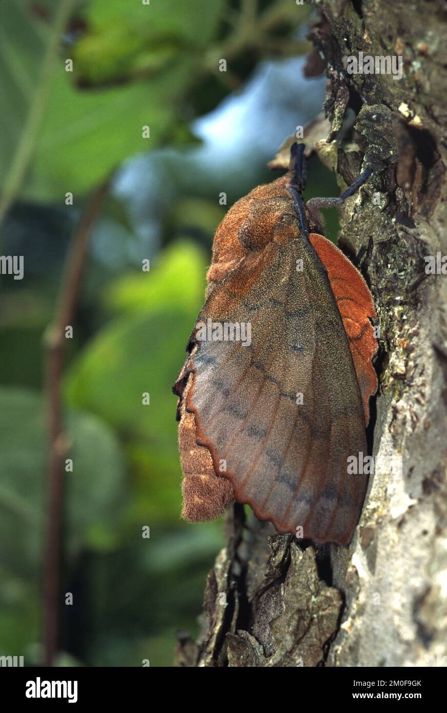 lappet (Gastropacha quercifolia, Phalaena quercifolia), sits at a tree trunk, Germany Stock Photo