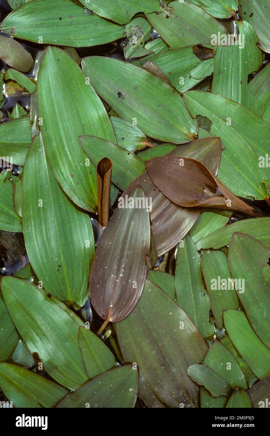 broad-leaved pondweed, floatingleaf pondweed (Potamogeton natans), leaves, Germany Stock Photo