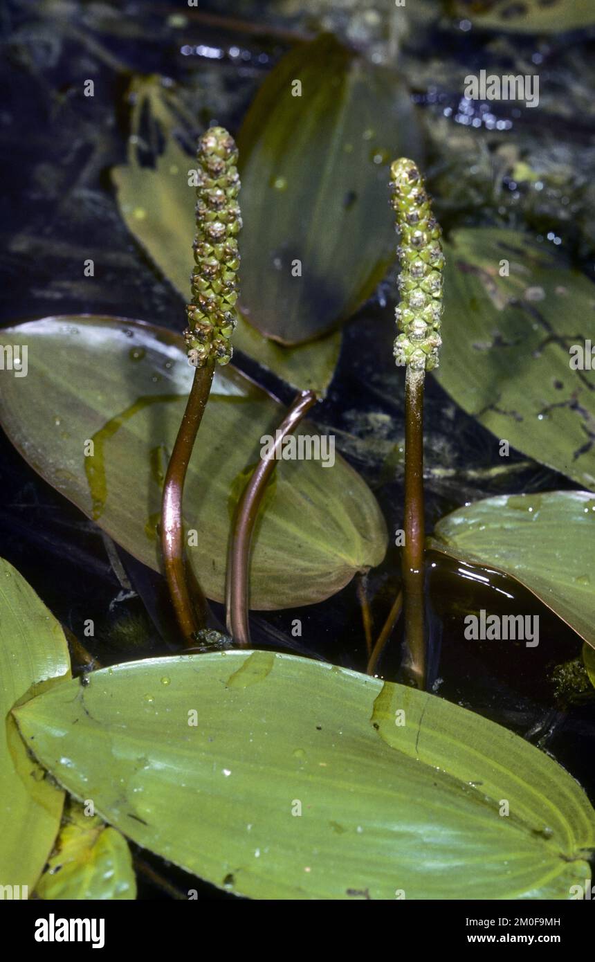 broad-leaved pondweed, floatingleaf pondweed (Potamogeton natans), with inflorescences, Germany Stock Photo