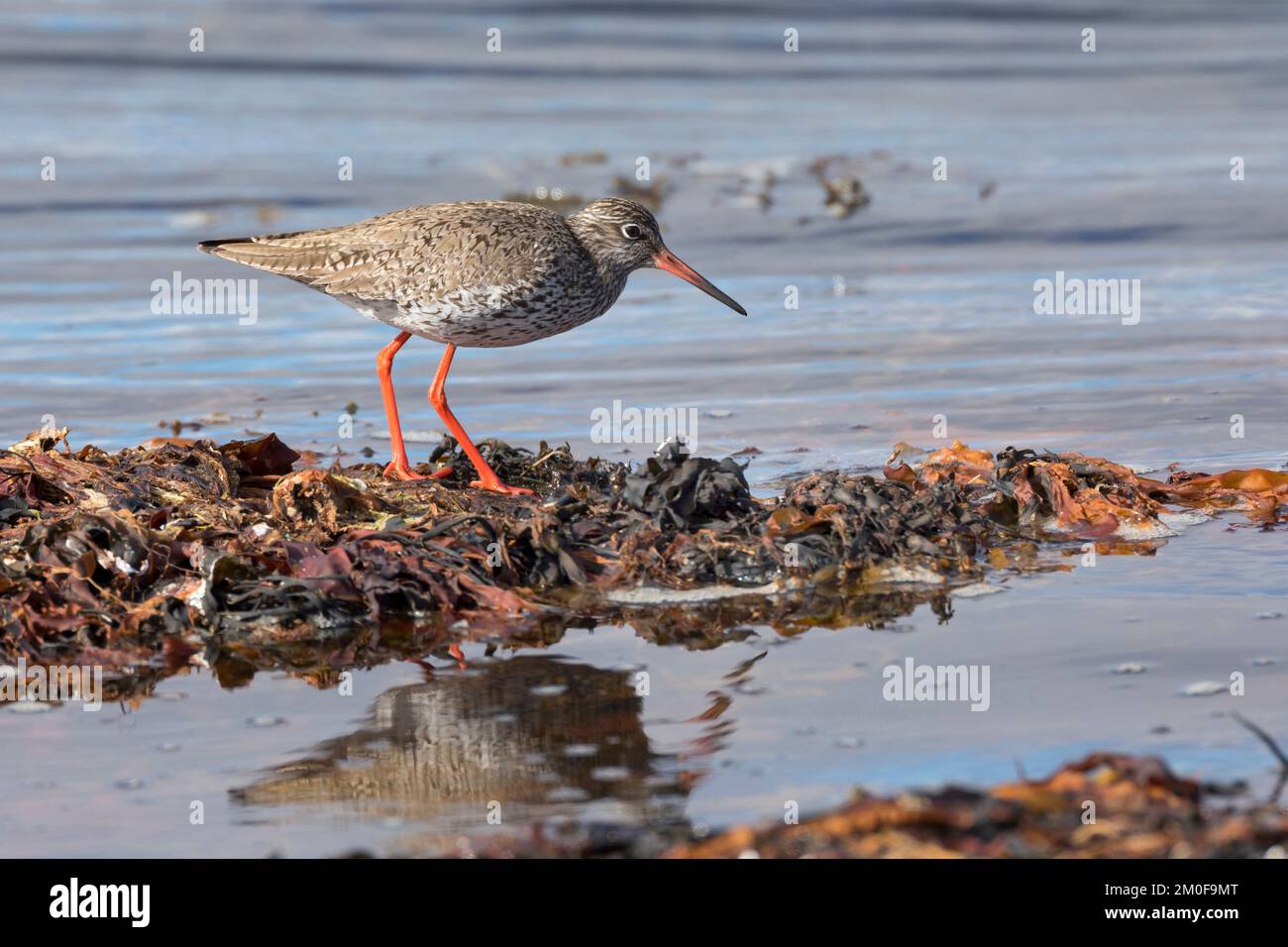 common redshank (Tringa totanus), walks over dried marine algae and foraging, side view, Sweden Stock Photo