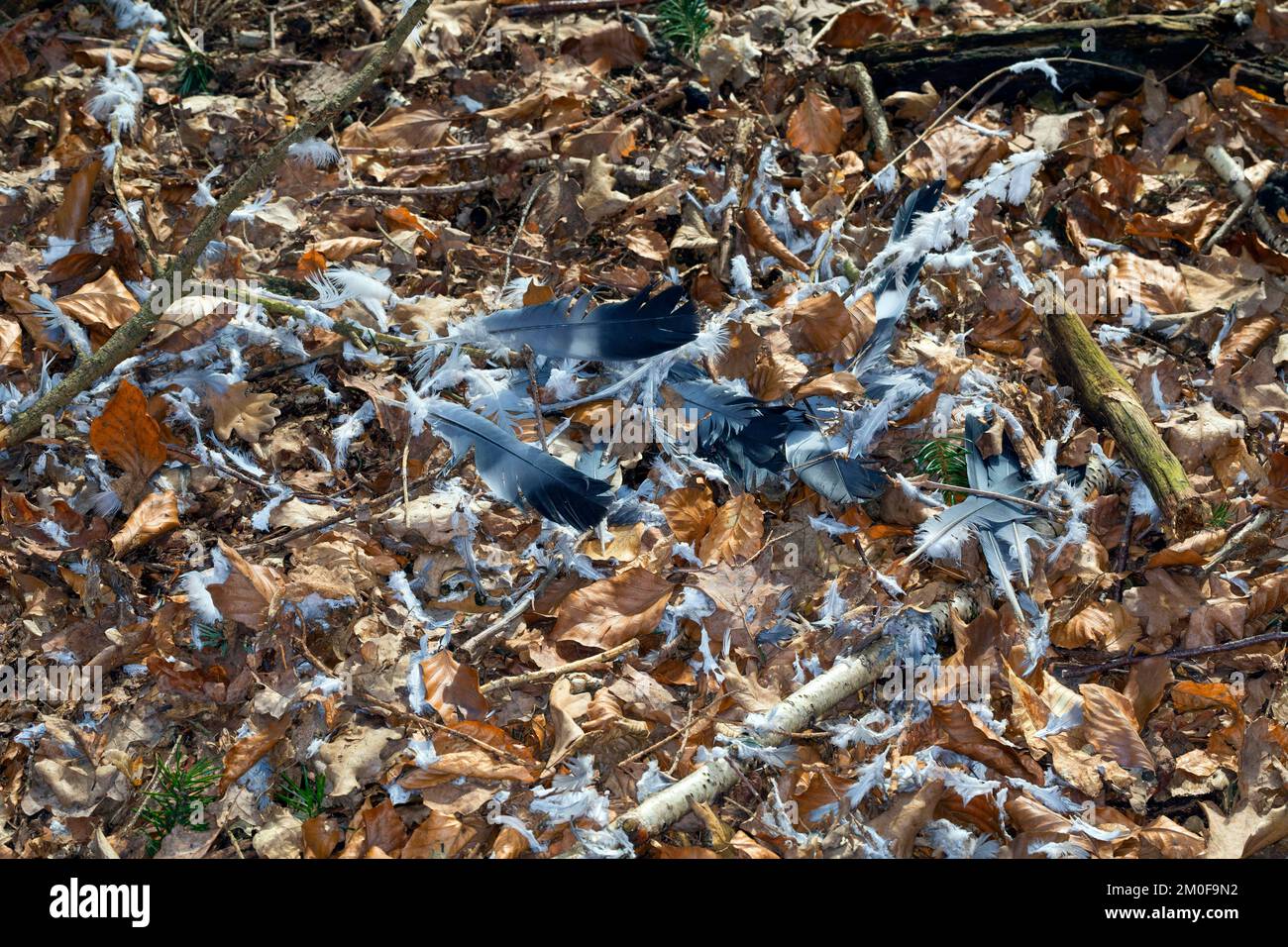 plucking, sparrow hawk or hawk has captured, plucked and eaten a wood pigeon, Germany Stock Photo