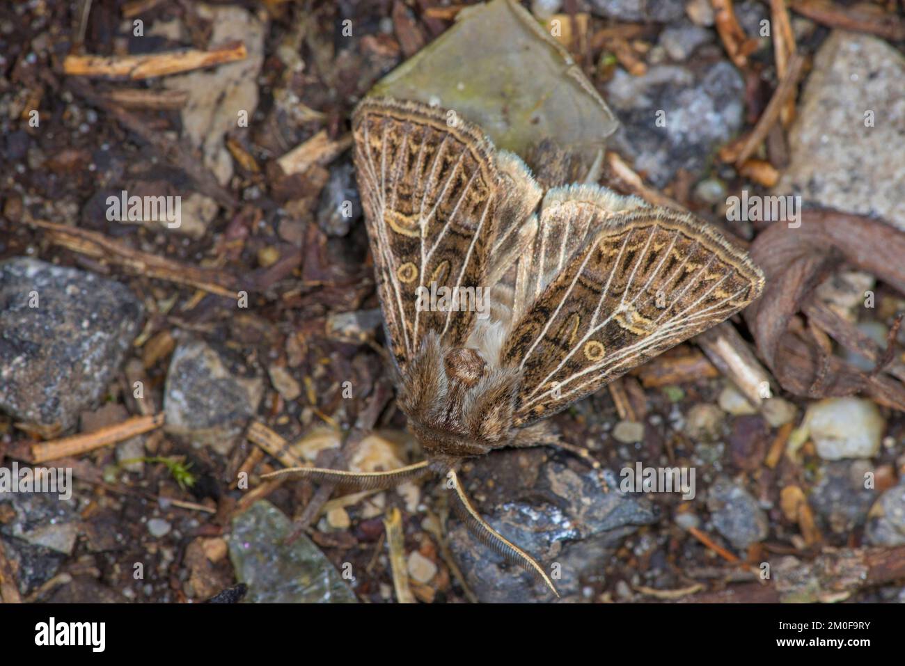 Feathered Gothic (Tholera decimalis, Epineuronia popularis), sits on the ground, Germany Stock Photo