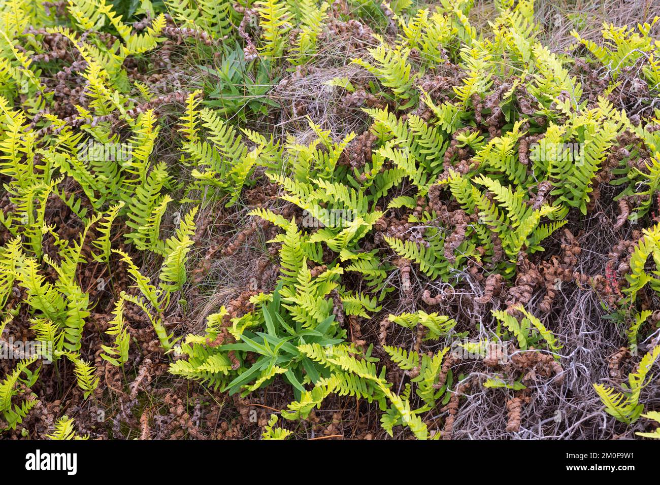 common polypody (Polypodium vulgare), group, Sweden Stock Photo