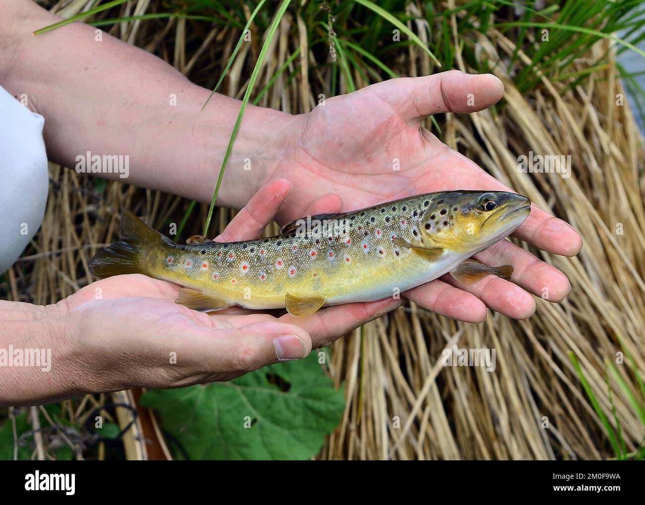 brown trout, river trout, brook trout (Salmo trutta fario), freshly