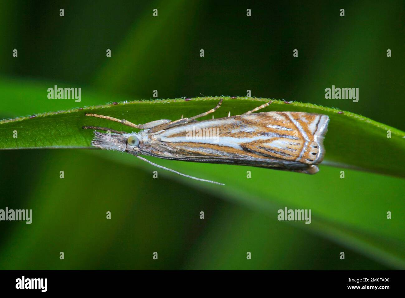 Hook-streak Grass-veneer, Hook-streaked Grass-Veneer (Crambus lathoniellus), sits on a leaf, Germany Stock Photo