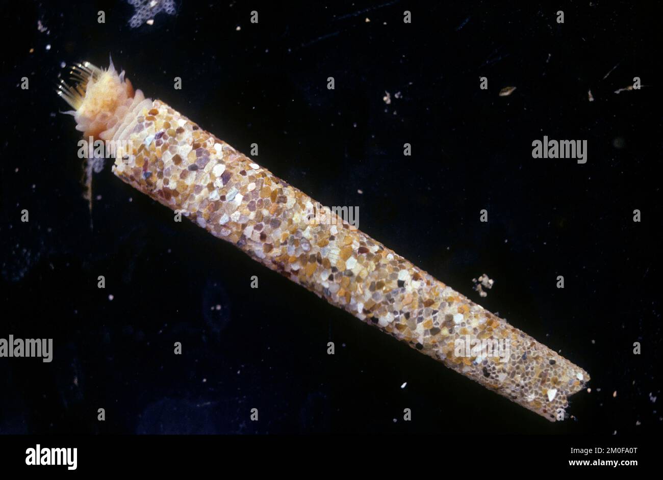trumpet worm (Amphictene koreni, Lagis koreni, Pectinaria koreni), in a narrow conical tube made of grains of sand and shell fragments, Germany Stock Photo