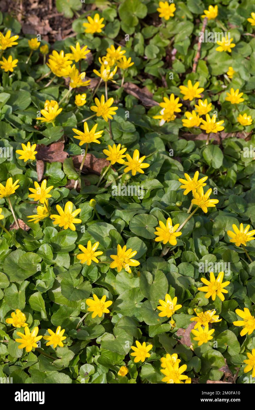 lesser celandine, fig-root butter-cup (Ranunculus ficaria, Ficaria verna), blooming, Germany Stock Photo