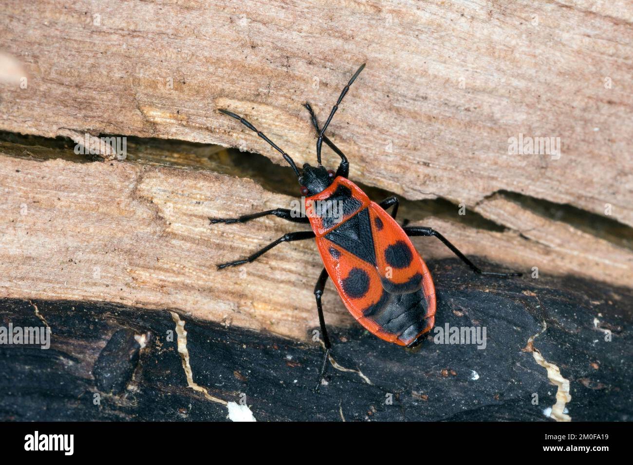 firebug (Pyrrhocoris apterus), on deadwood, dorsal view, Germany Stock Photo