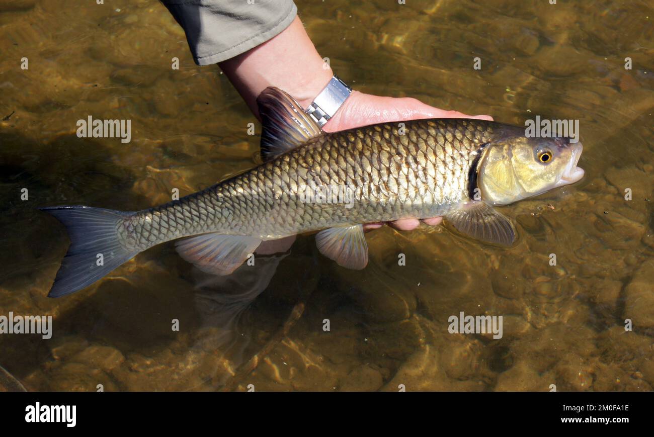 chub (Leuciscus cephalus), from river Buehler in a hand, Germany, Baden-Wuerttemberg Stock Photo