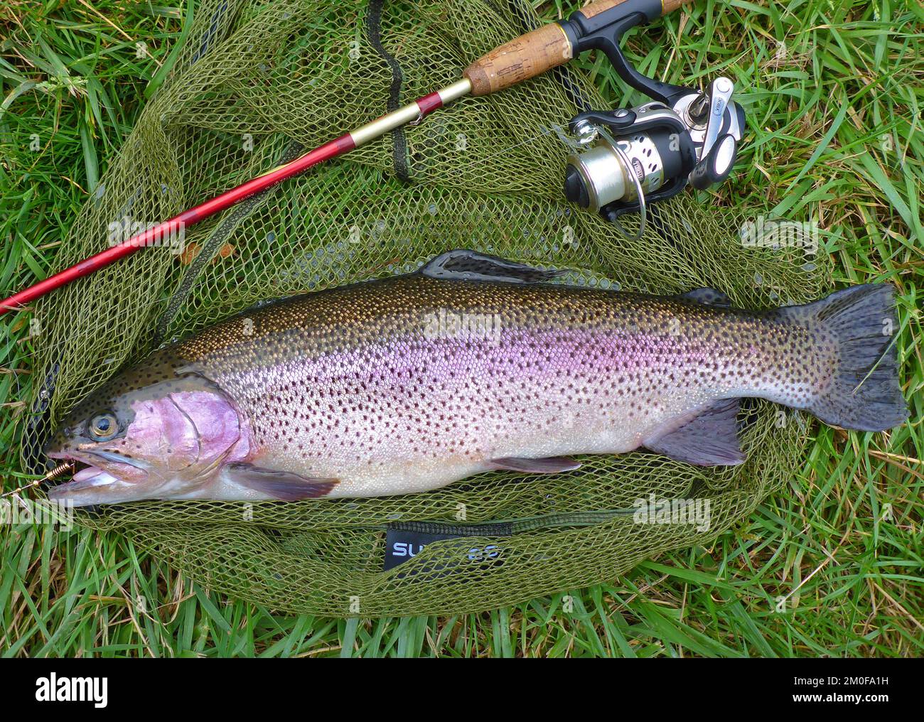rainbow trout (Oncorhynchus mykiss, Salmo gairdneri), freshly caught rainbow trout from the