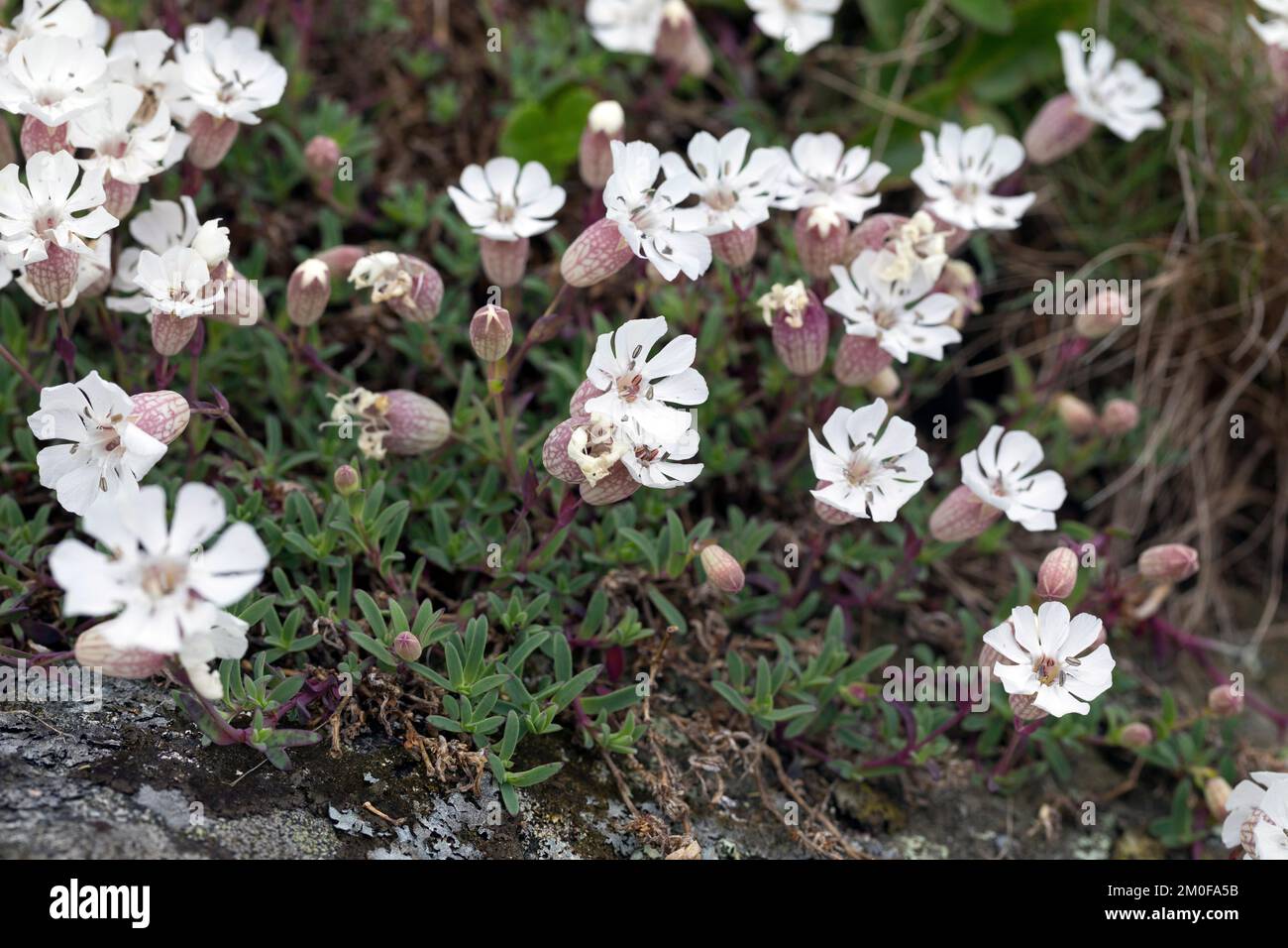 sea campion (Silene uniflora, Silene maritima, Silene vulgaris ssp. maritima), blooming, Scandinavia Stock Photo