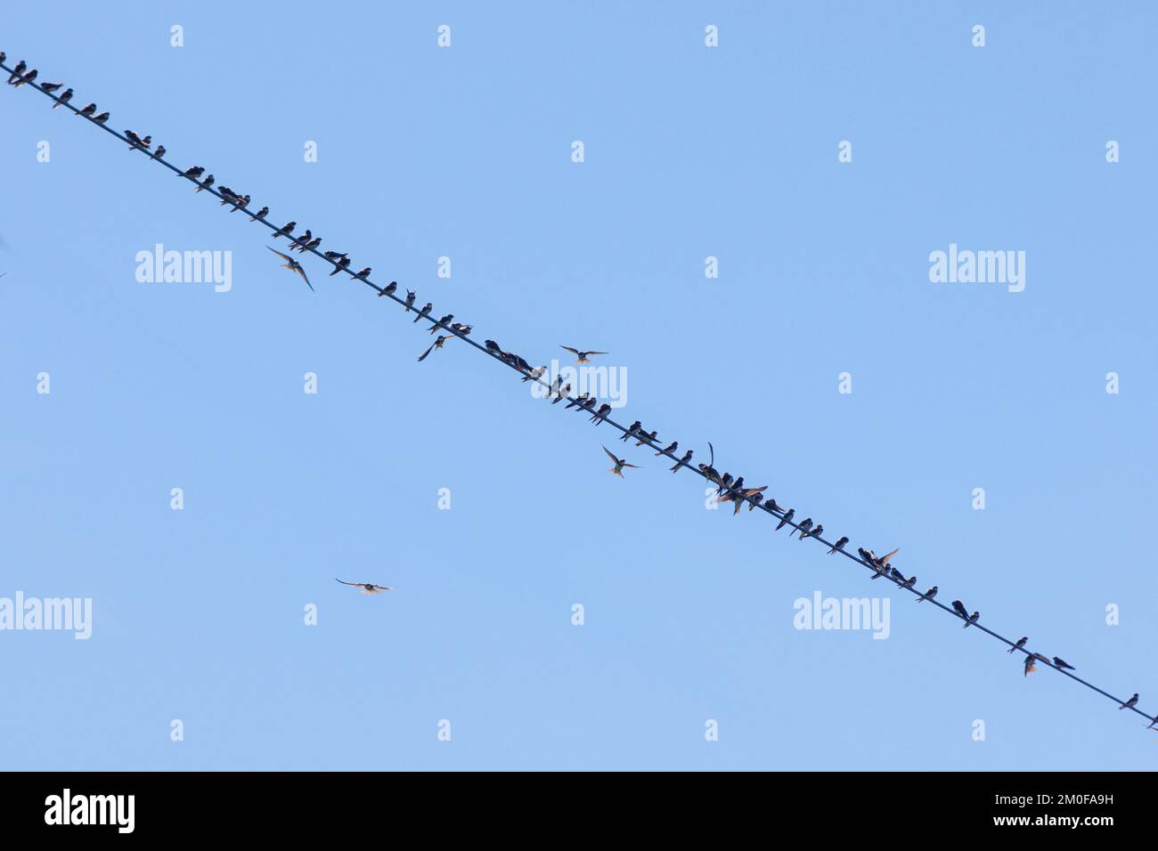 sand martin (Riparia riparia), large flock on a power line, migratory birds, Germany, Bavaria Stock Photo