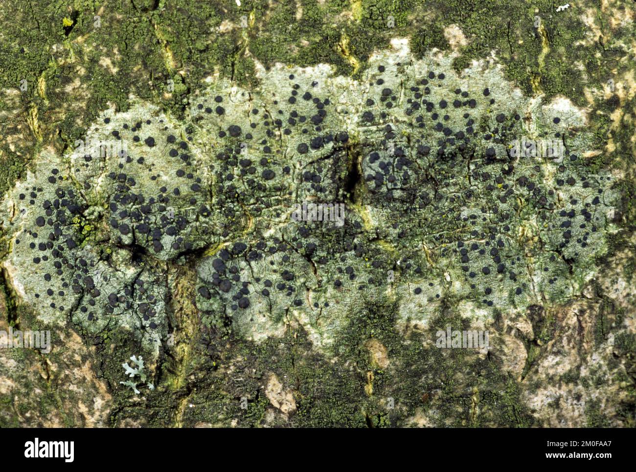 lichen (Lecidella elaeochroma), lichen on bark, Germany Stock Photo