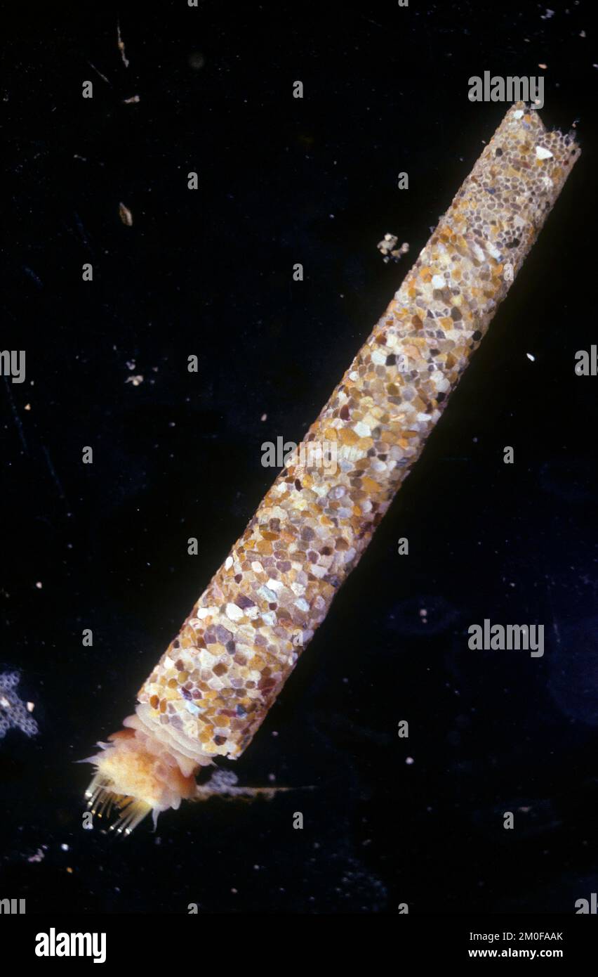 trumpet worm (Amphictene koreni, Lagis koreni, Pectinaria koreni), in a narrow conical tube made of grains of sand and shell fragments, Germany Stock Photo