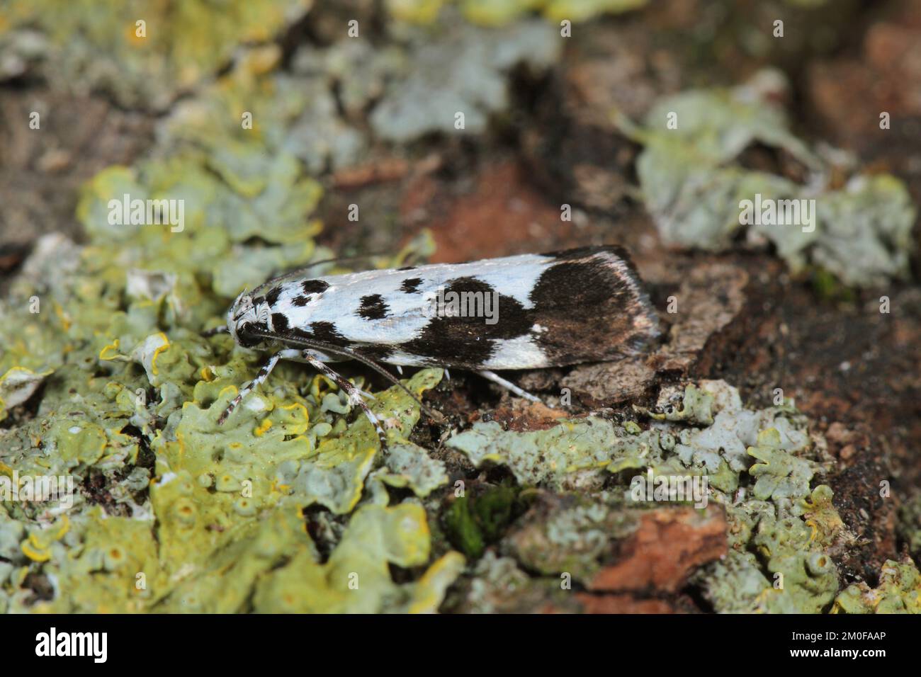 moth (Ethmia quadrillella), sits on lichens, Germany Stock Photo