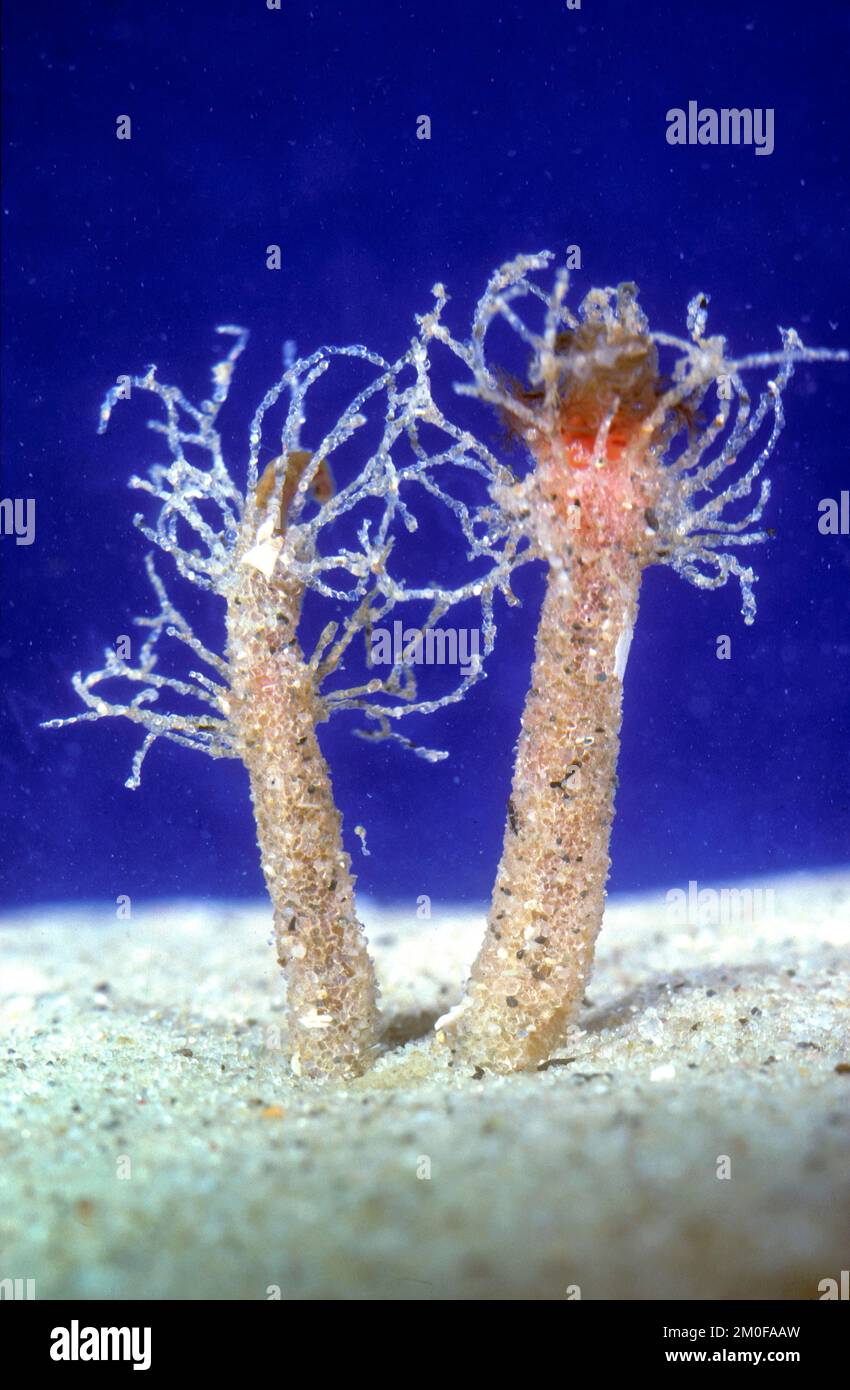 Sand mason (Lanice conchilega), tubes long tentacles protrude from the top in sand Stock Photo