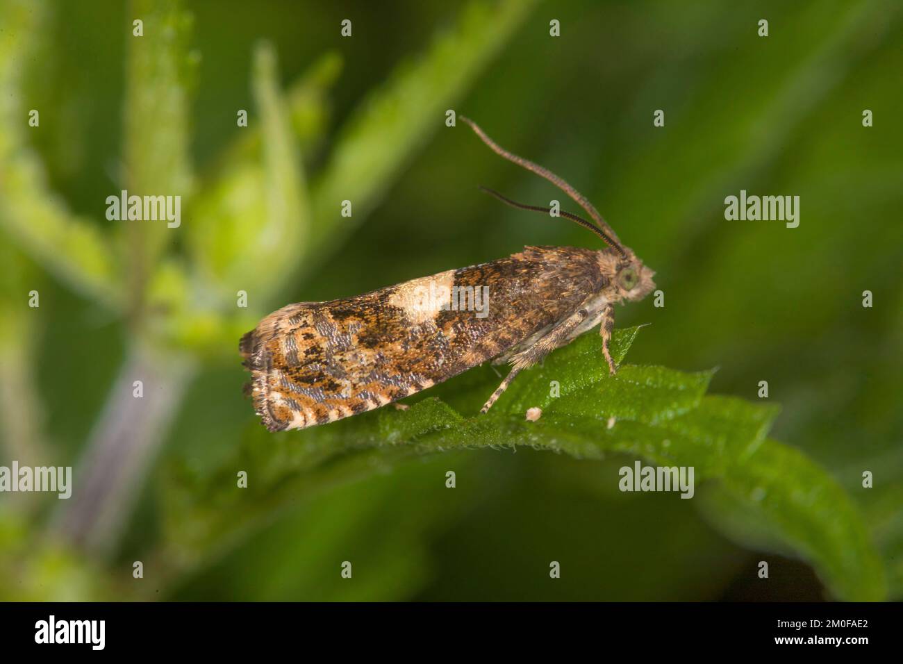 Tortrix moth (Epiblema sticticana), sits on a leaf, Germany Stock Photo