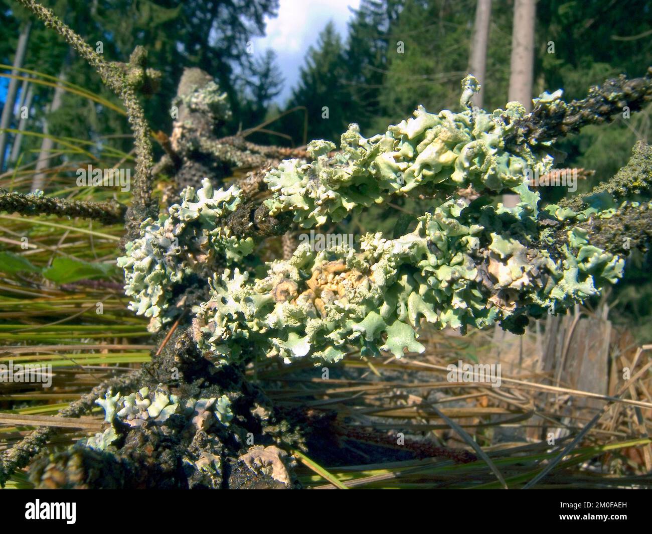 speckled rag lichen, sea-storm lichen, giant shield lichen (Cetrelia cetrarioides), on a branch, Germany Stock Photo