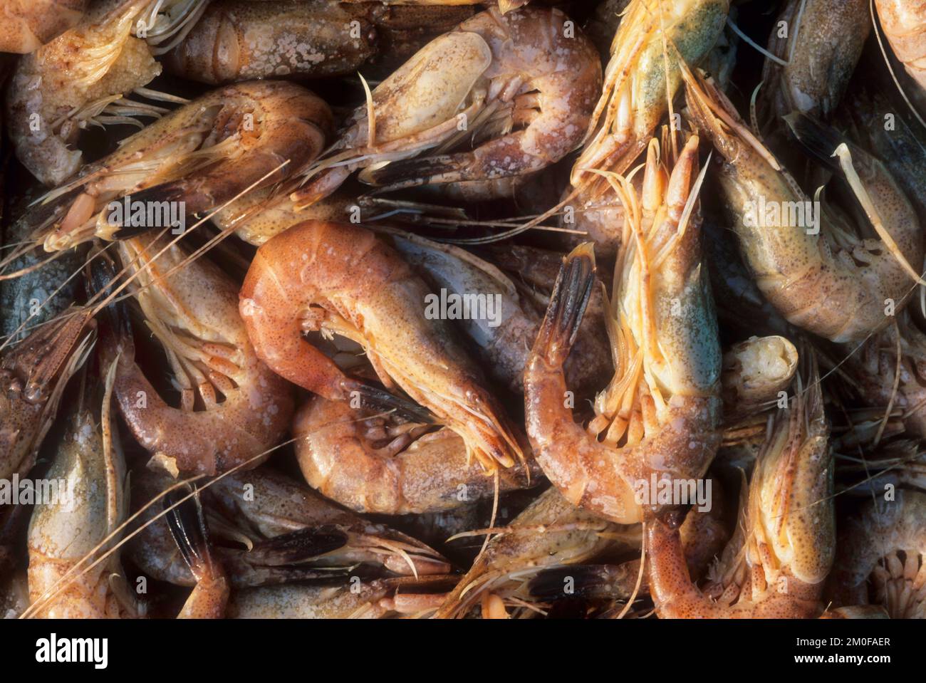 Common shrimp, Common European shrimp, brown shrimp (Crangon crangon), fresh prawns, Germany Stock Photo