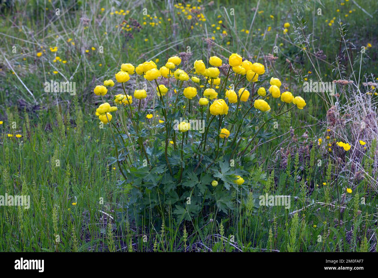 European Globeflower, Globe Flower (Trollius europaeus), blooming, Sweden Stock Photo