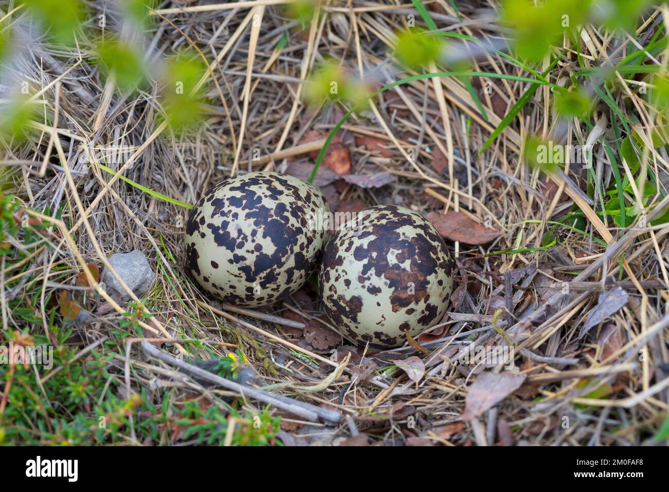European golden plover (Pluvialis apricaria), eggs in a nest on the ground, Sweden Stock Photo