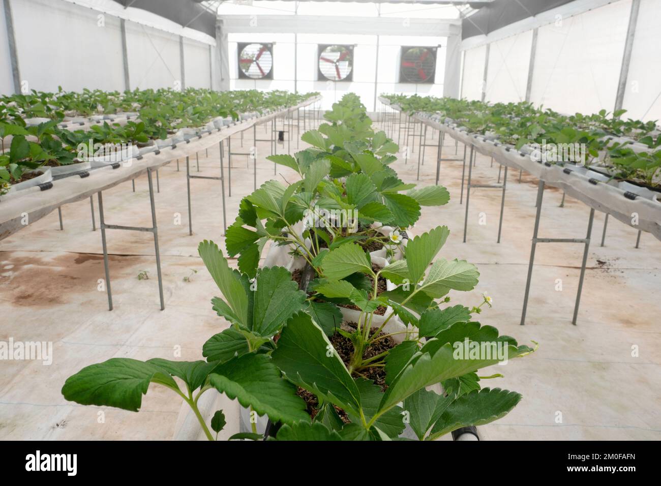 Strawberry fruit in plant nursery for research Stock Photo - Alamy