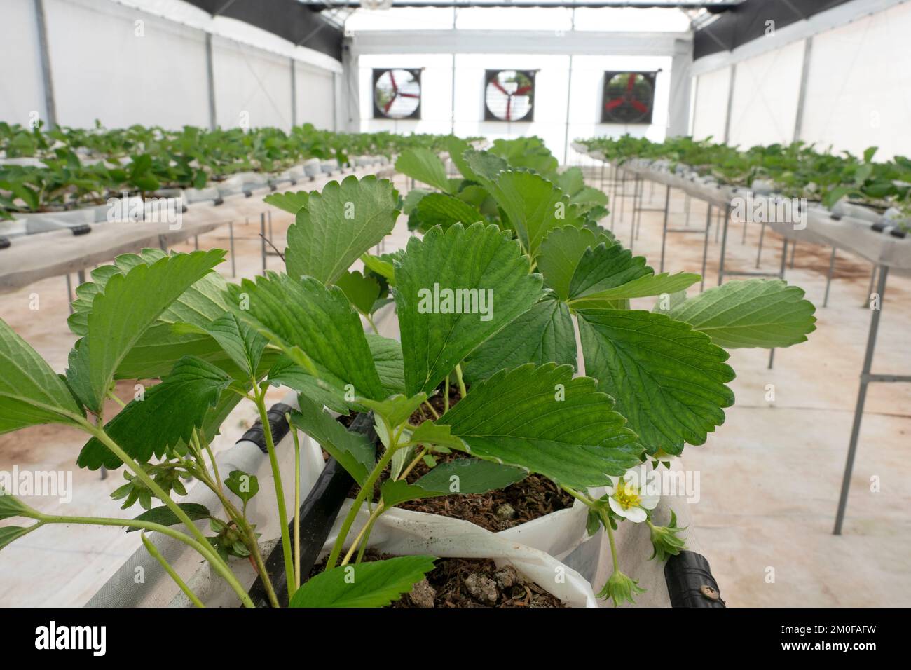 Strawberry fruit in plant nursery for research Stock Photo - Alamy