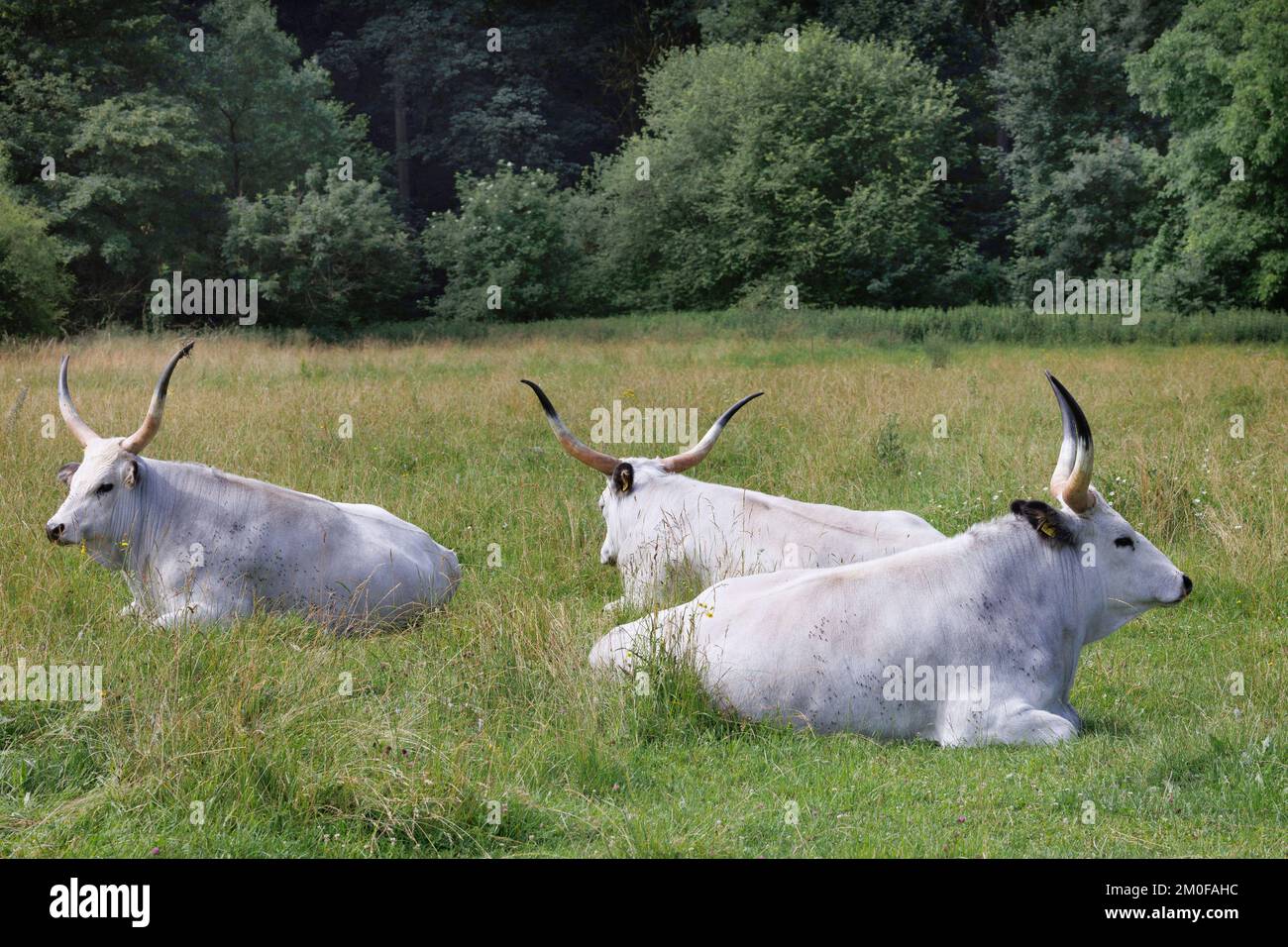 Hungarian Steppe Cattle, Hungarian Grey Cattle, Hungarian Podolian Steppe Cattle (Bos primigenius f. taurus), cows resting in a pasture, ruminating, Stock Photo