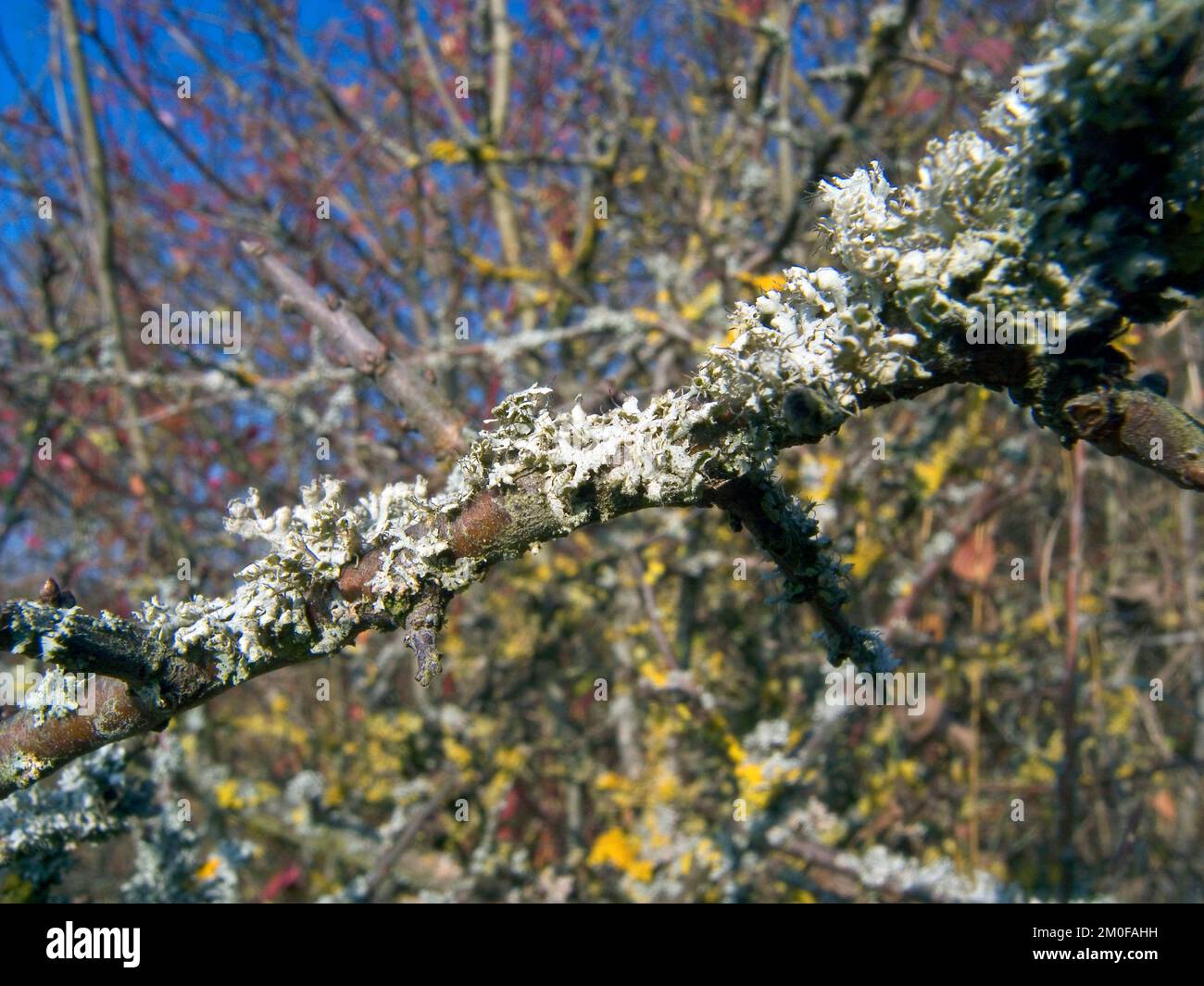 speckled rag lichen, sea-storm lichen, giant shield lichen (Cetrelia cetrarioides), on a branch, Germany Stock Photo