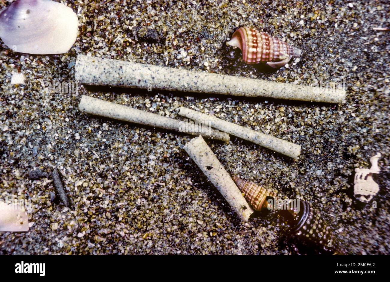 trumpet worm (Amphictene koreni, Lagis koreni, Pectinaria koreni), narrow conical tubes made of grains of sand and shell fragments together with Stock Photo