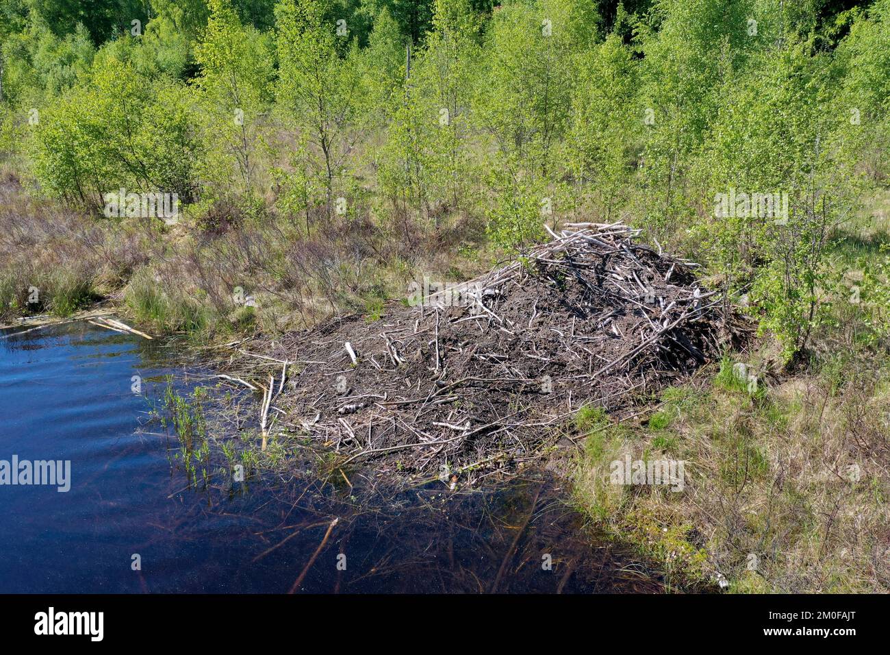 Eurasian beaver, European beaver (Castor fiber), beaver lodge at a pond, Sweden Stock Photo