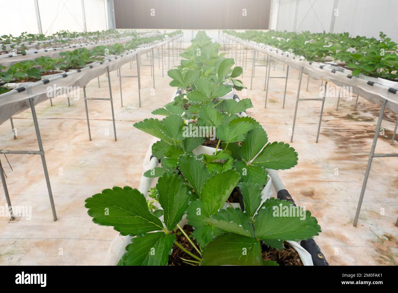 Strawberry fruit in plant nursery for research Stock Photo - Alamy