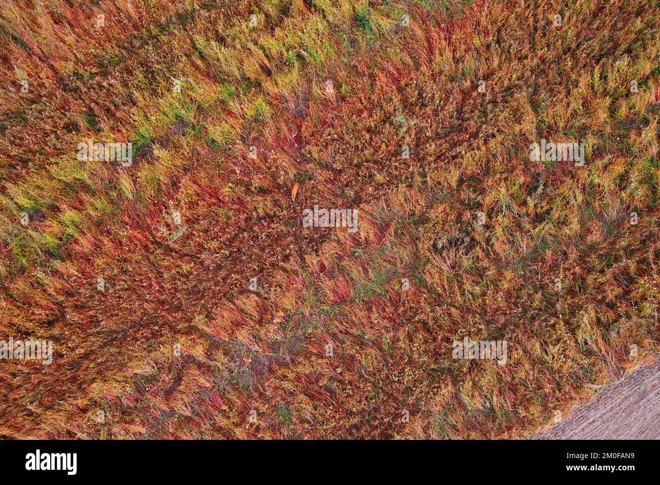buckwheat (Fagopyrum esculentum), deer in buckwheat field in autumn, aerial view, Germany Stock