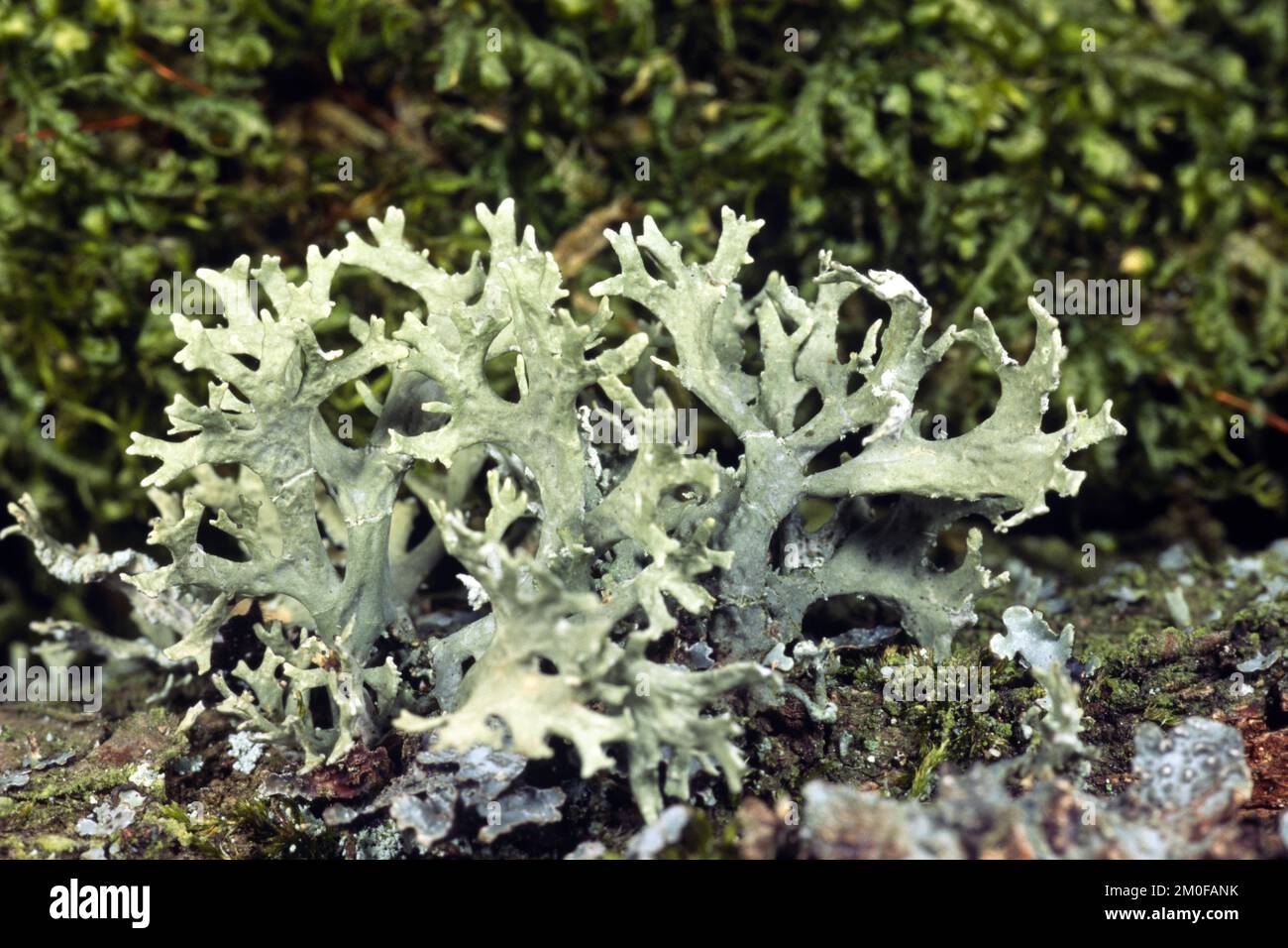 lichen (Pseudevernia furfuracea), close-up, Germany Stock Photo