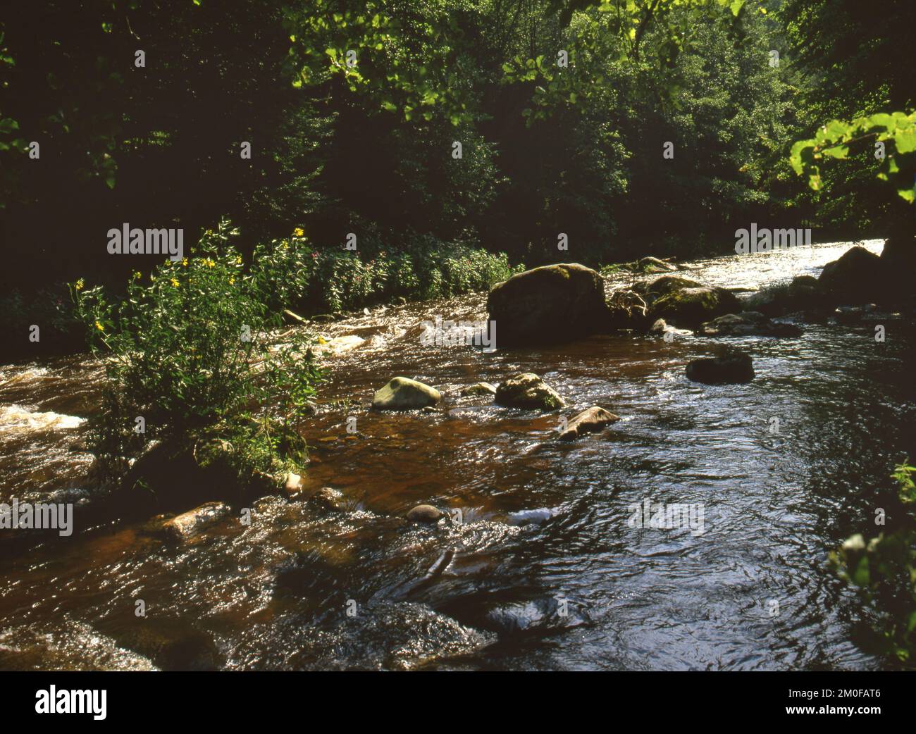 River Ilz at the Bavarian Forest, Germany, Bavaria, Bavarian Forest National Park Stock Photo
