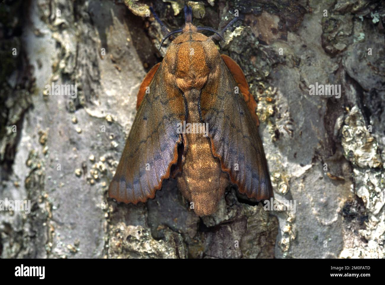 lappet (Gastropacha quercifolia, Phalaena quercifolia), sits at a tree trunk, Germany Stock Photo