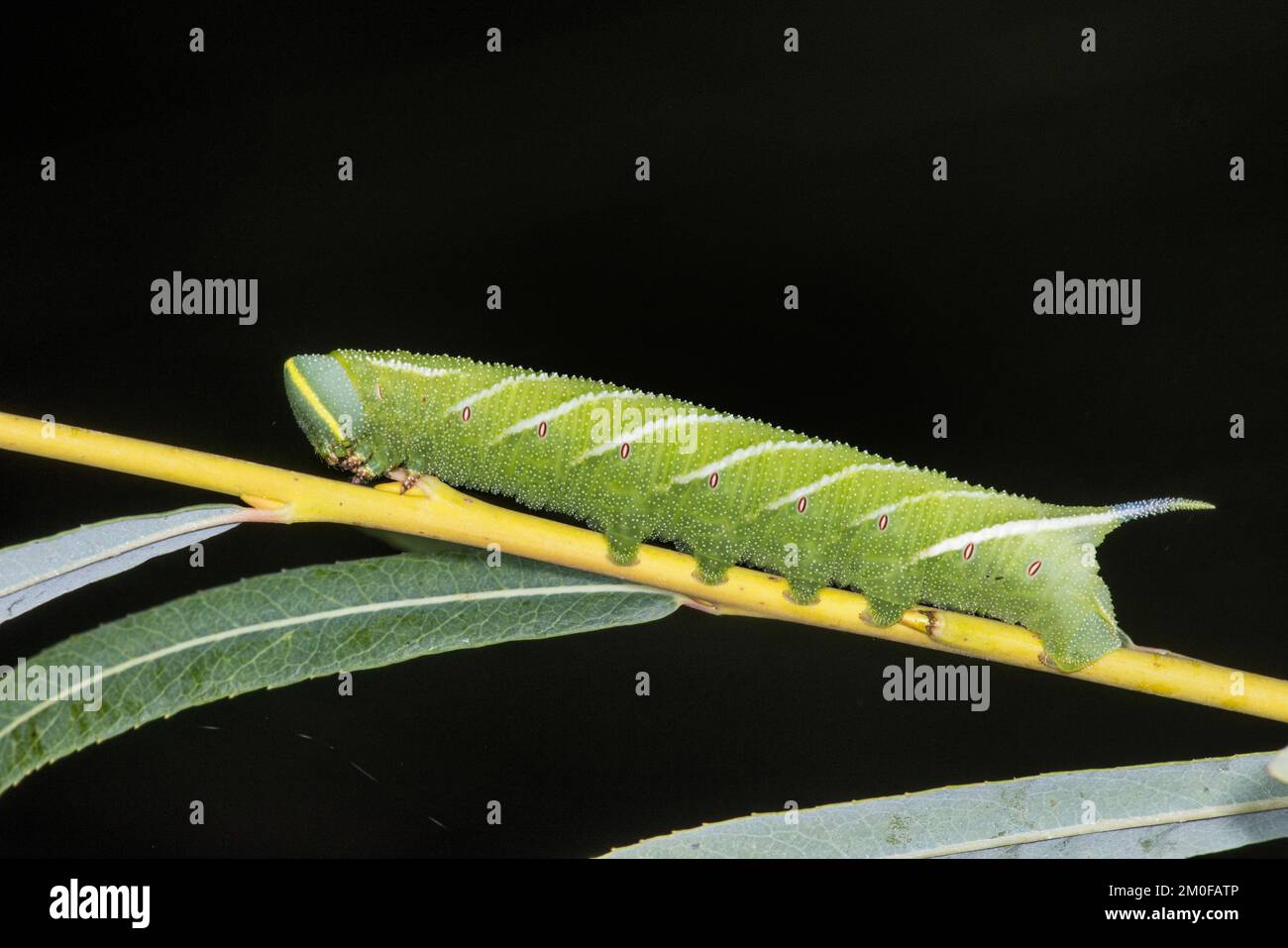 Eyed Hawk-Moth, Eyed Hawkmoth, Hawkmoths Hawk-moths (Smerinthus ocellata, Smerinthus ocellatus), caterpillar, Germany Stock Photo