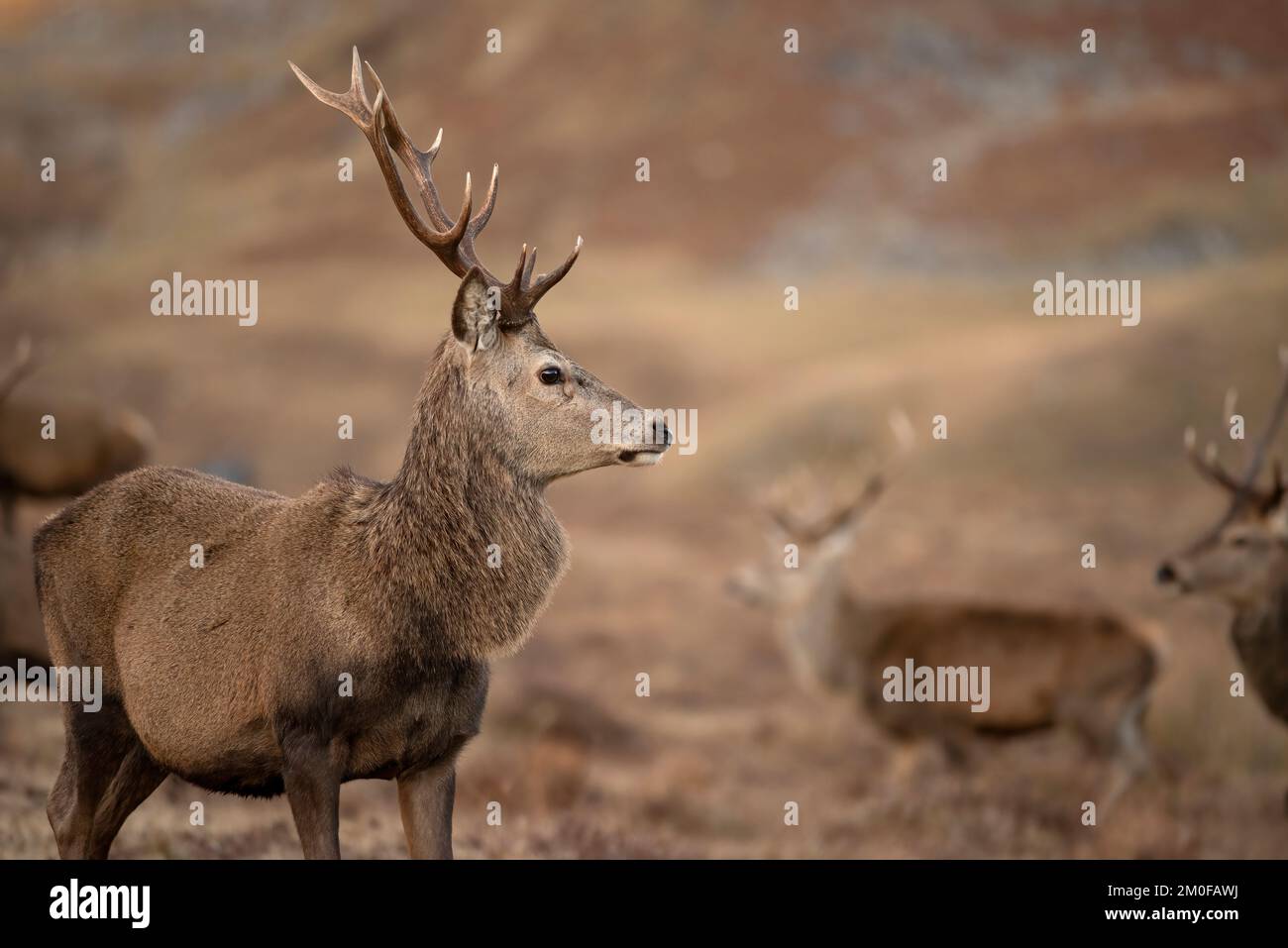 Red Stag  Standing guard in the cairngorms Stock Photo