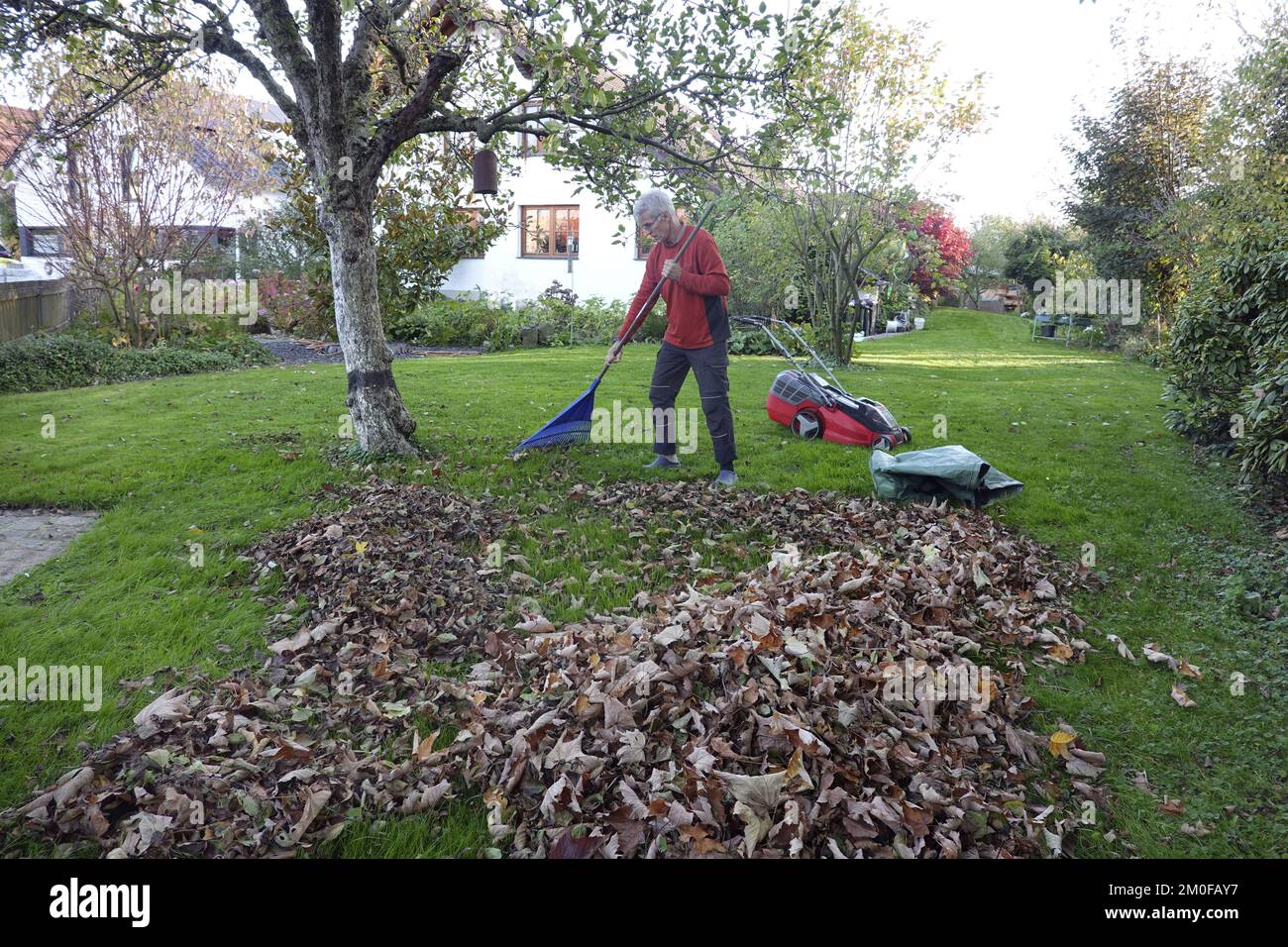 man raking leaves before the last lawn cut, Germany Stock Photo