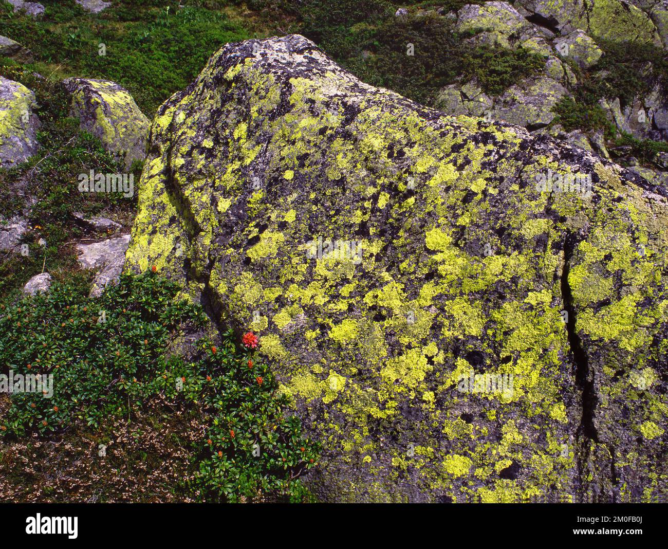 map lichen (Rhizocarpon geographicum), on a boulder, Germany Stock Photo