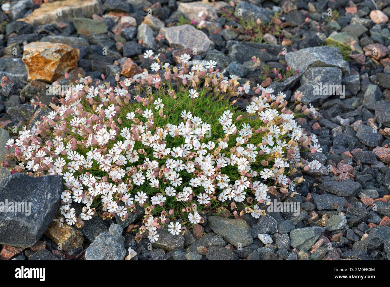 sea campion (Silene uniflora, Silene maritima, Silene vulgaris ssp. maritima), blooming, Scandinavia Stock Photo